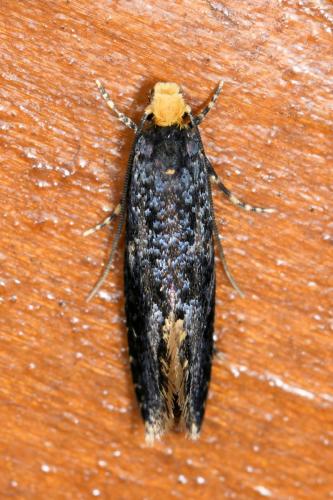 Monopis laevigella